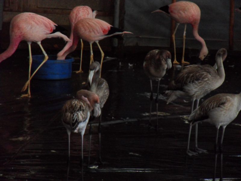 Flamingos in breeding house